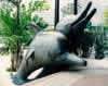 DOLPHINS HONG KONG